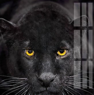 Animal Wall Art