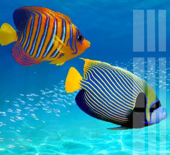 Fish Wall Art