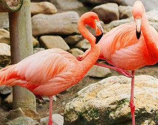 Flamingo Wall Art
