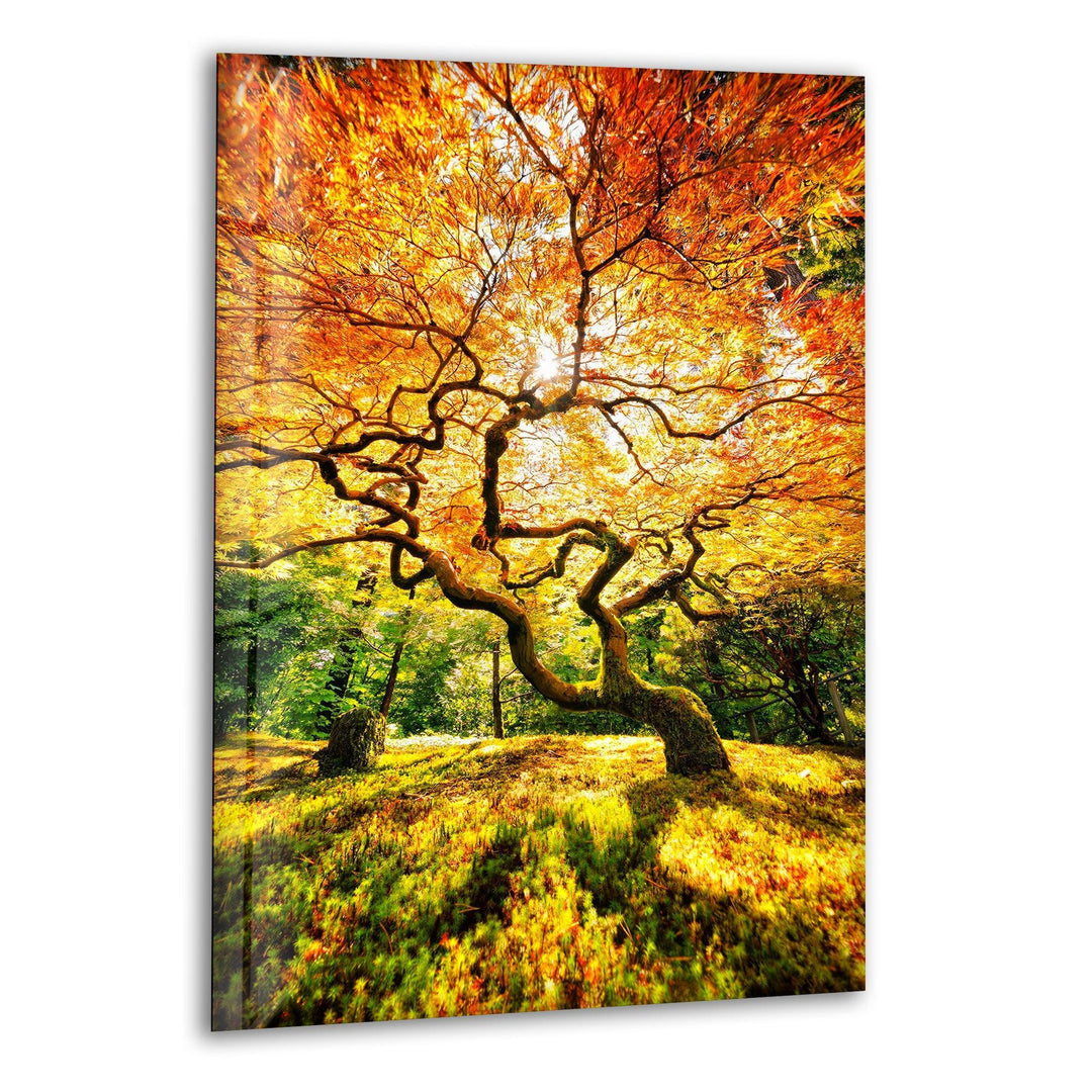 Majestic golden autumn tree with twisted branches and vibrant fall foliage, printed on glass wall art.