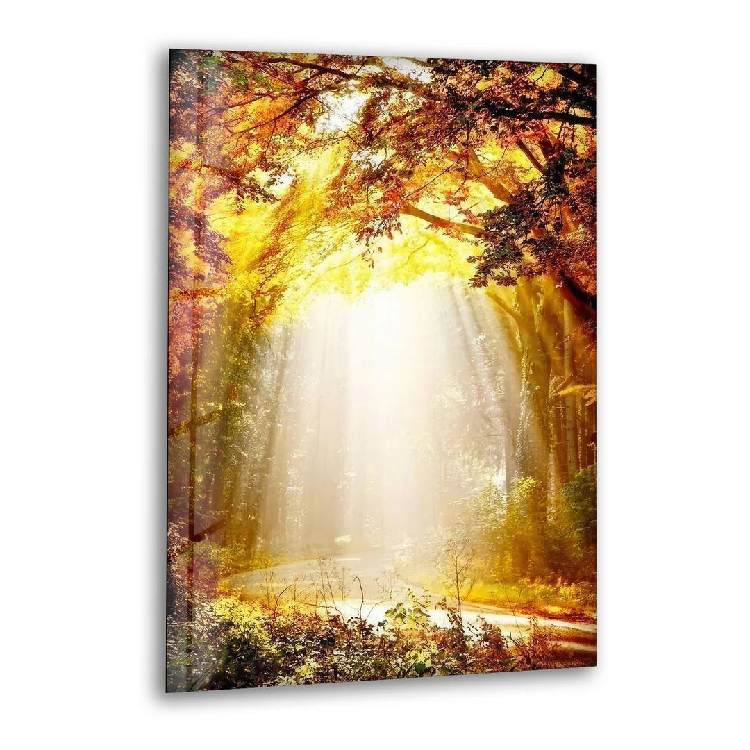 Golden Forest Sunbeam Wall Art – Radiant Nature Glass Print for Warm Home Decor - MyPhotoStation