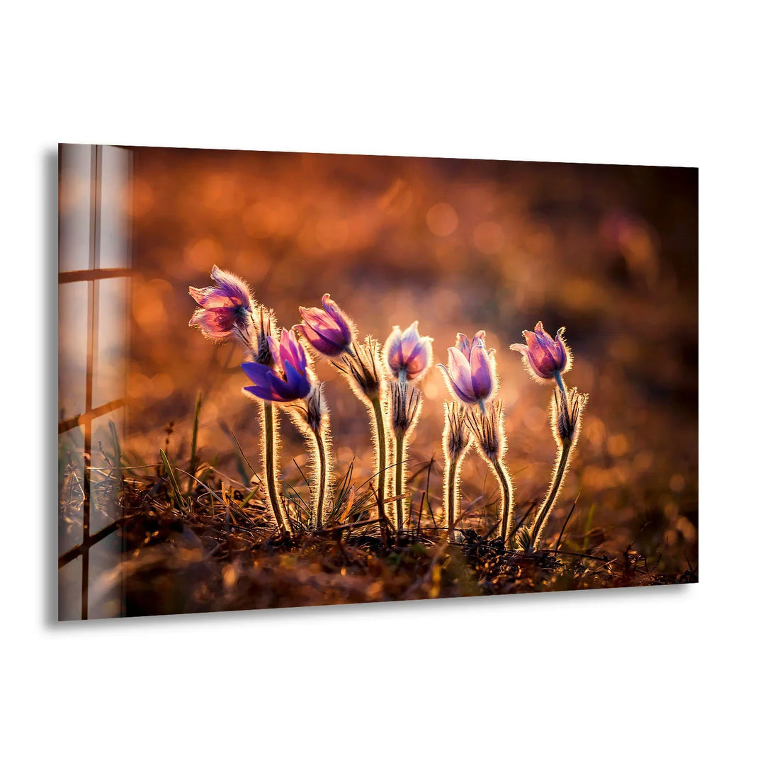 Sunlit Wildflower Wall Art – Purple Spring Bloom Glass Print with Golden Hour Glow for Cozy, Nature-Inspired Interiors - MyPhotoStation