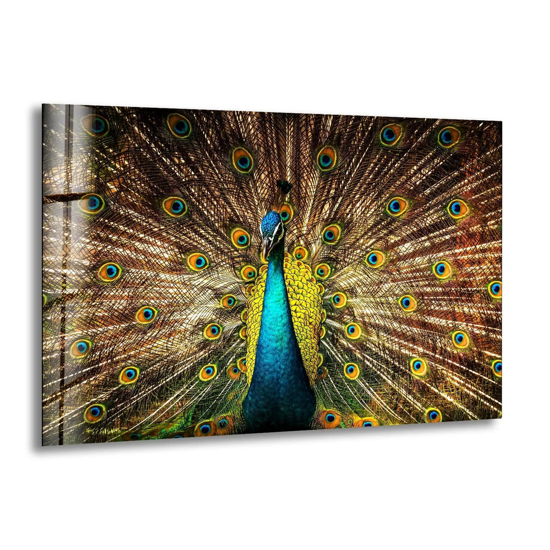 Vibrant Peacock Glass Wall Art picture on glass wall art, photos printed on glass