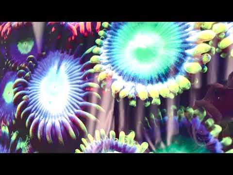 Bioluminescent Coral Bloom: A Vivid Underwater Glow on Glass Wall Art