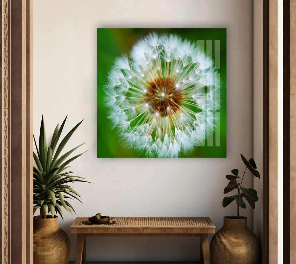 Single Dandelion Flower Glass Wall Art, picture on glass wall art, photos printed on glass