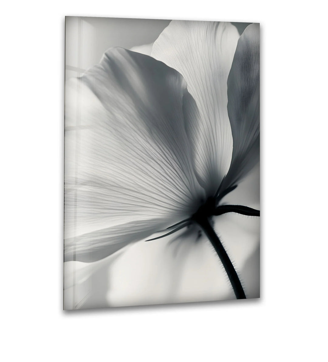 Elegant Floral Glass Art: Black and white bloom capturing the delicate beauty of nature in timeless simplicity.