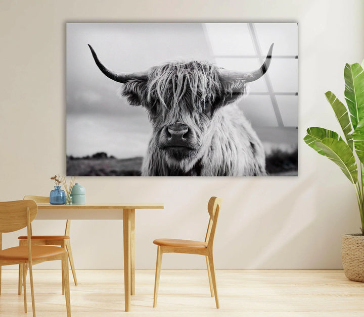 Scottish Cow Glass Wall Art photo print on glass, prints on glass wall art