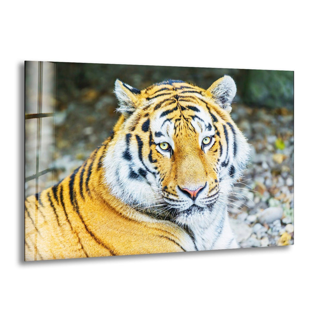 The Tiger Wall Art Gift Shopper Rule That Always Fails