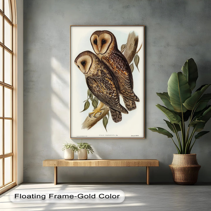 Vintage Barn Owls Illustration – Animal Canvas Print - MyPhotoStation