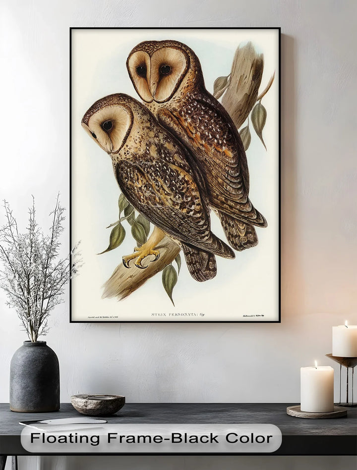 Vintage Barn Owls Illustration – Animal Canvas Print - MyPhotoStation