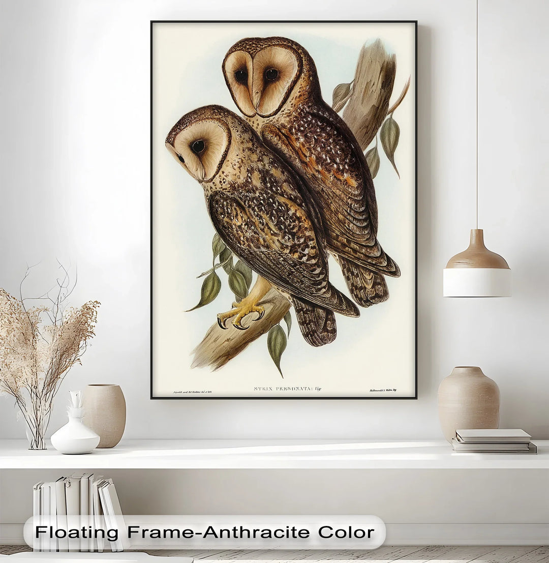 Vintage Barn Owls Illustration – Animal Canvas Print - MyPhotoStation