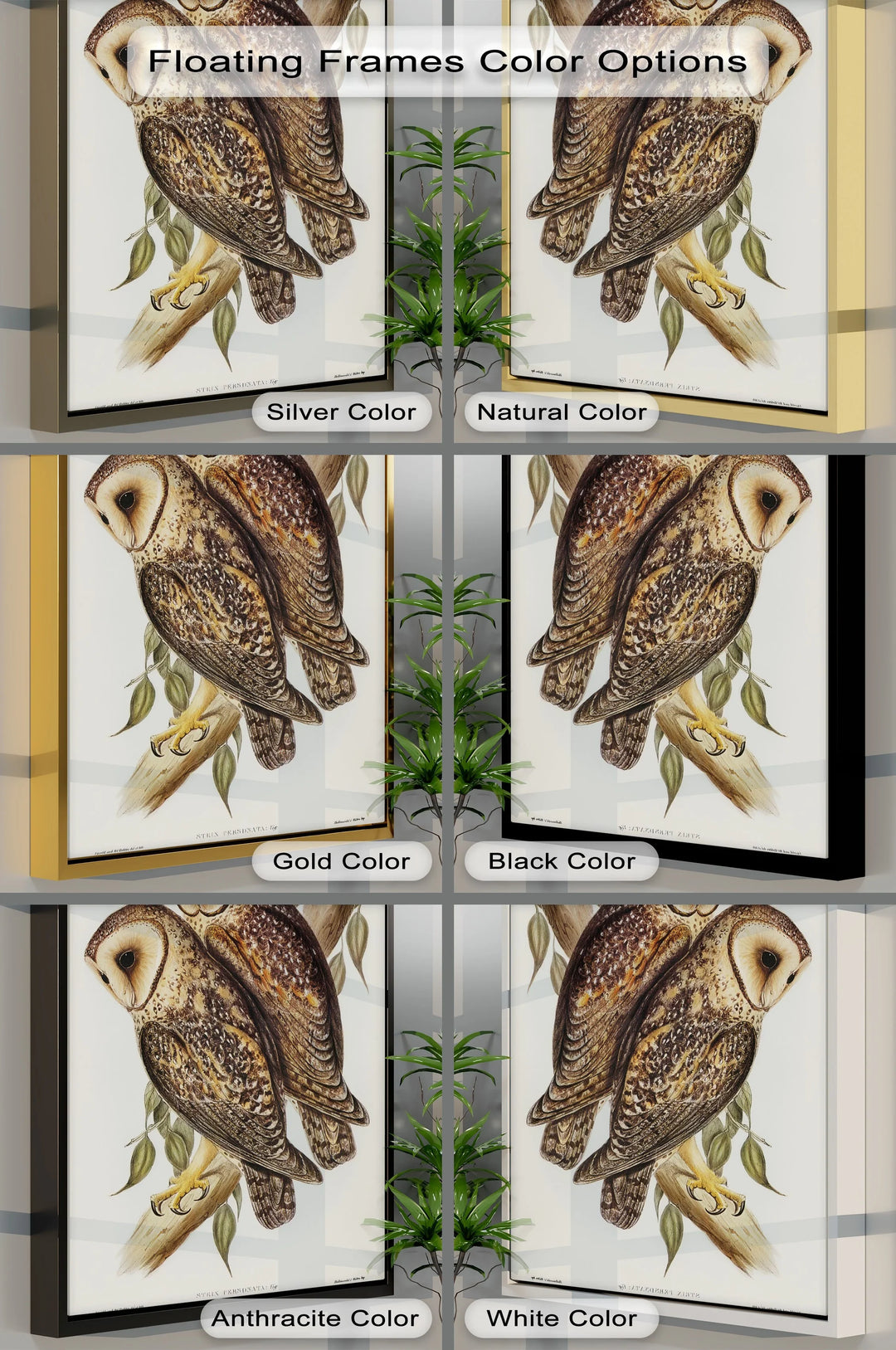 Vintage Barn Owls Illustration – Animal Canvas Print - MyPhotoStation