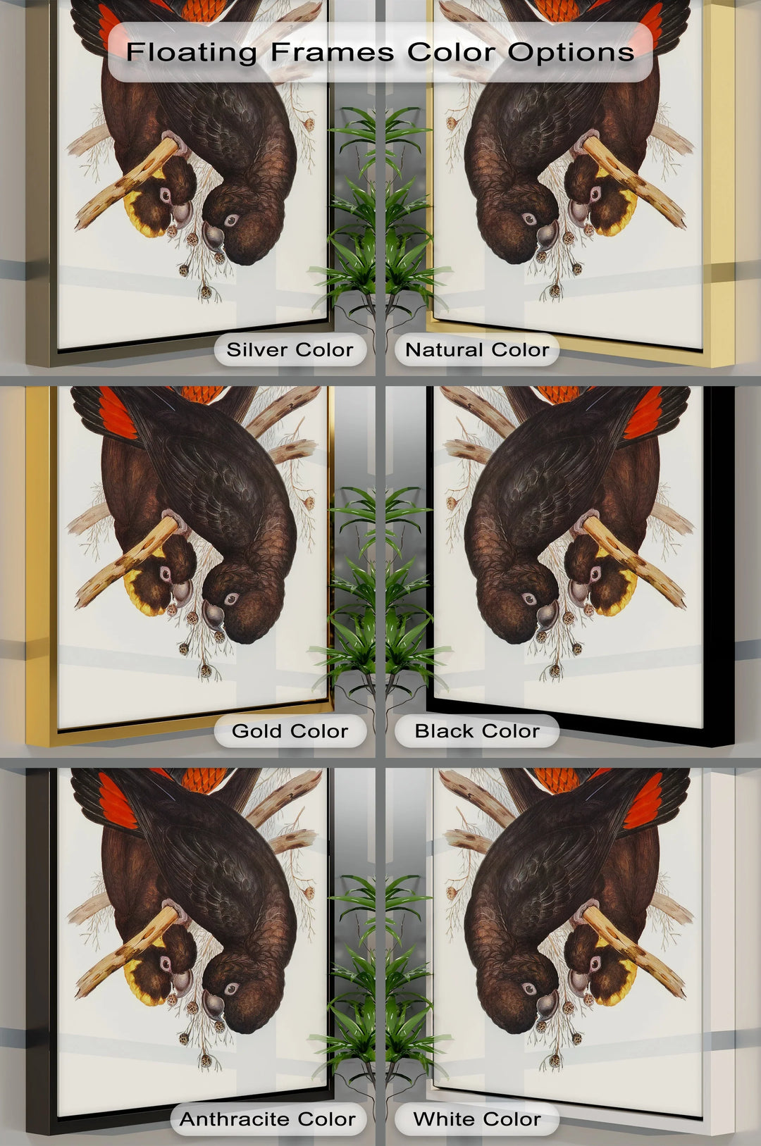 Crimson-Winged Black Cockatoos – Vintage Bird Illustration Animal Canvas Print - MyPhotoStation