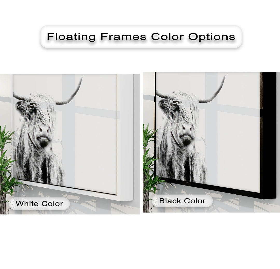 The distinct transition between a crisp white and a sleek black floating frame for the Highland Cow canvas wall art is showcased.