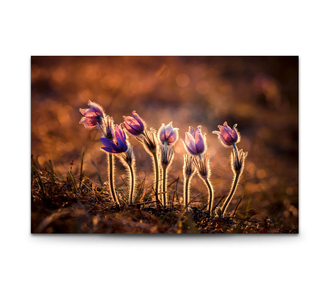 Sunlit Wildflower Wall Art – Purple Spring Bloom Glass Print with Golden Hour Glow for Cozy, Nature-Inspired Interiors - MyPhotoStation