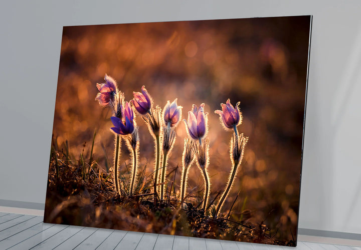 Sunlit Wildflower Wall Art – Purple Spring Bloom Glass Print with Golden Hour Glow for Cozy, Nature-Inspired Interiors - MyPhotoStation