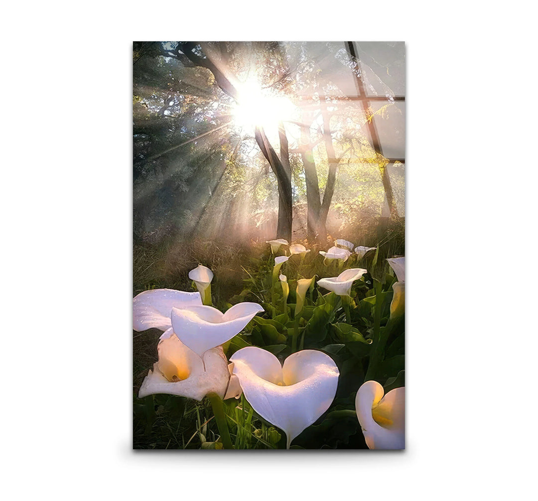 White Lily Forest Wall Art – Sunlit Flower Glass Print, Peaceful Botanical Nature Decor for Bedroom or Living Room - MyPhotoStation