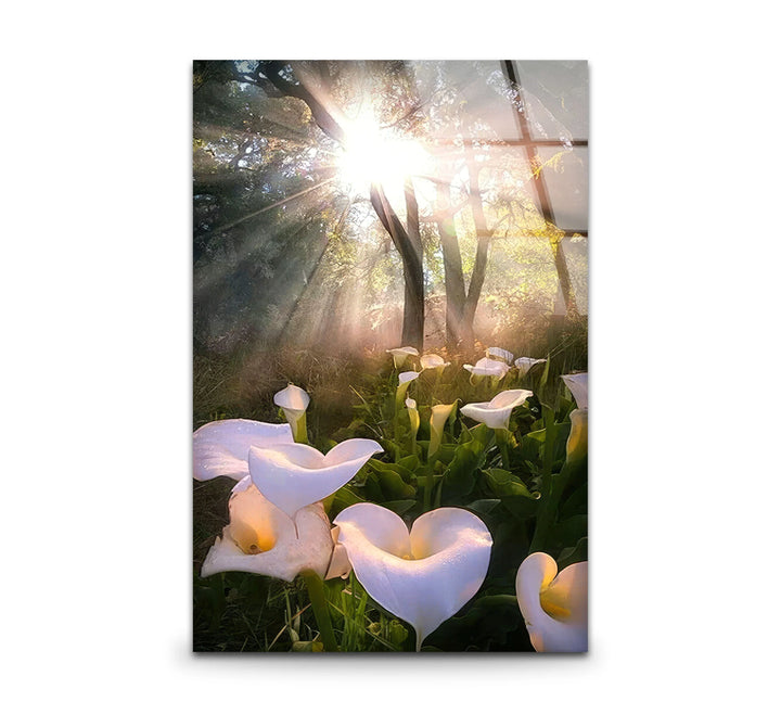 White Lily Forest Wall Art – Sunlit Flower Glass Print, Peaceful Botanical Nature Decor for Bedroom or Living Room - MyPhotoStation