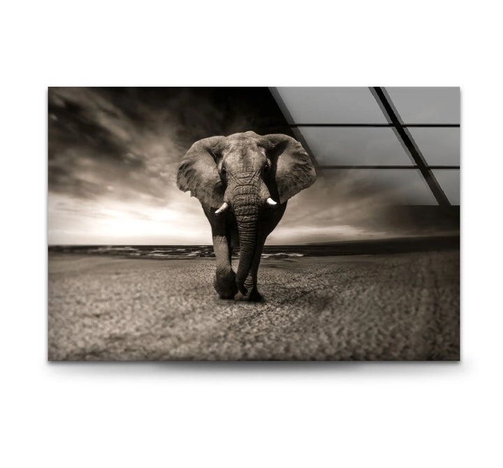 Majestic Elephant on the Beach Glass Wall Art – Black and White Animal Decor - MyPhotoStation