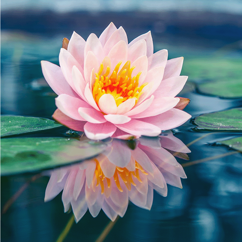 Lotus