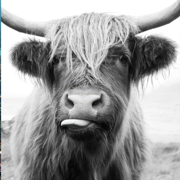 Cow