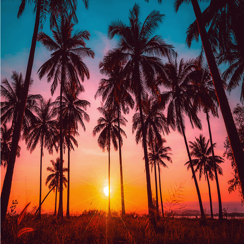 Palm Tree