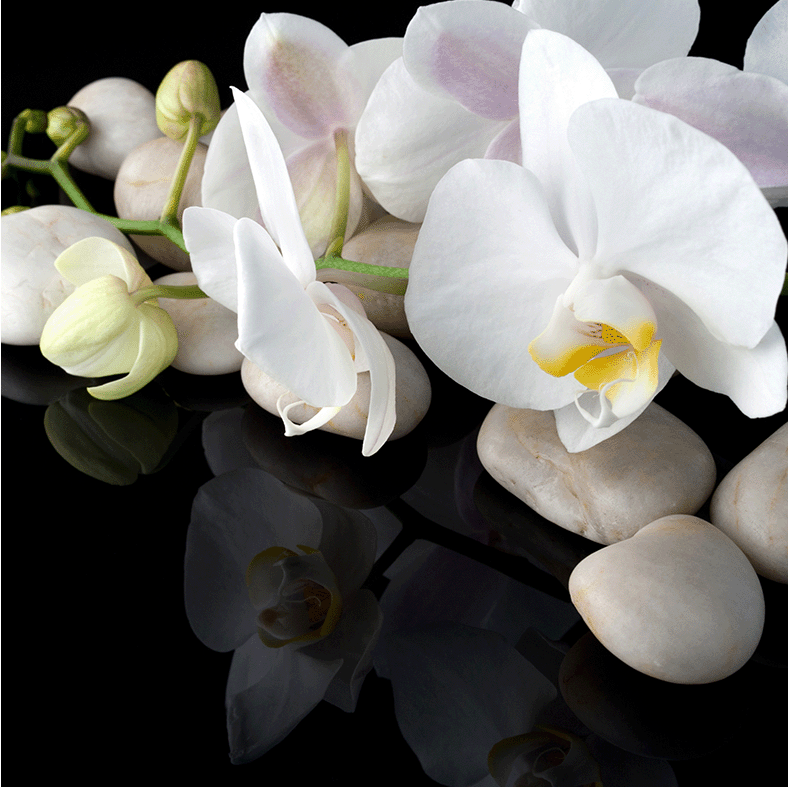 Orchid