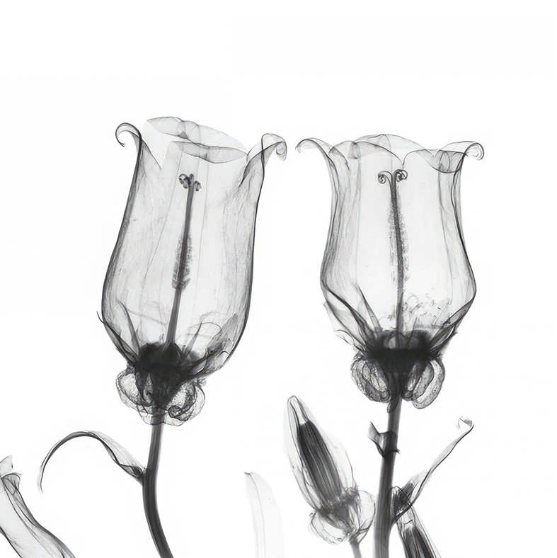 هروب الحمضيات في أمالفي – طباعة قماشية لبستان البرتقال المتوسطي