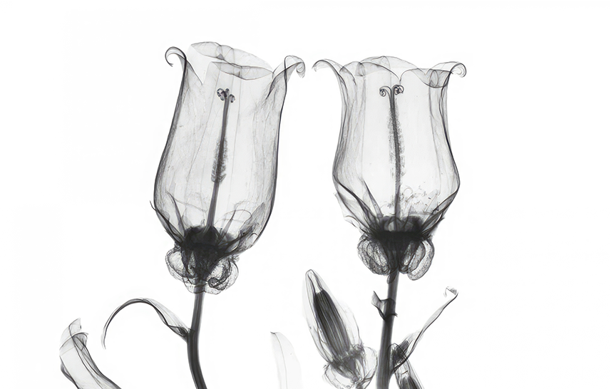 هروب الحمضيات في أمالفي – طباعة قماشية لبستان البرتقال المتوسطي