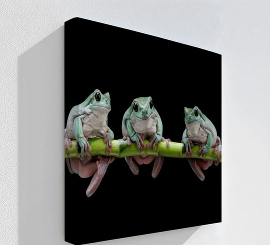 Dramatic negative space surrounds three whimsical tree frogs clinging to a bamboo branch in this high-contrast animal canvas art prints.