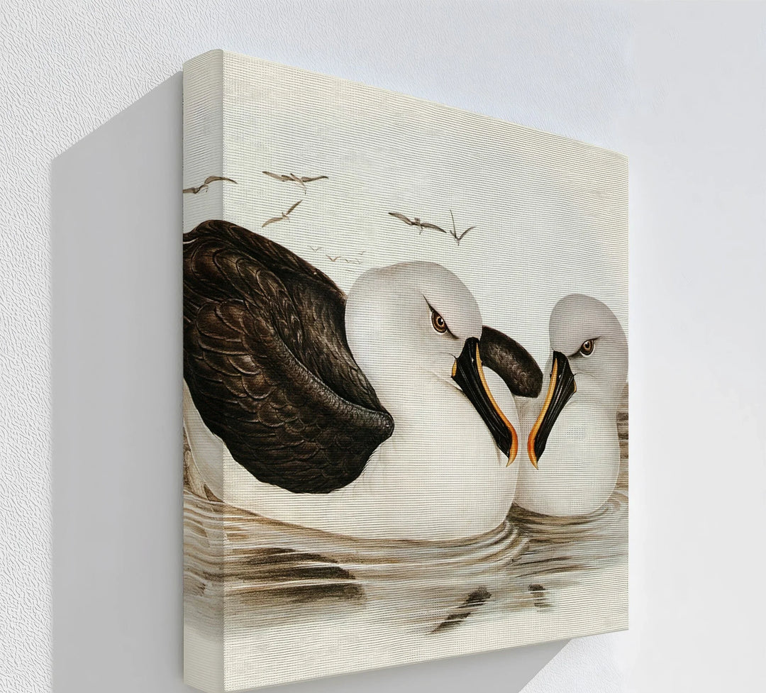 Regal Reflections – Pair of Albatrosses Animal Canvas Print - MyPhotoStation