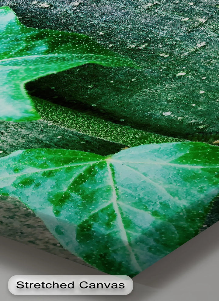 Climbing Ivy Close-Up – Nature Green Canvas Print - MyPhotoStation