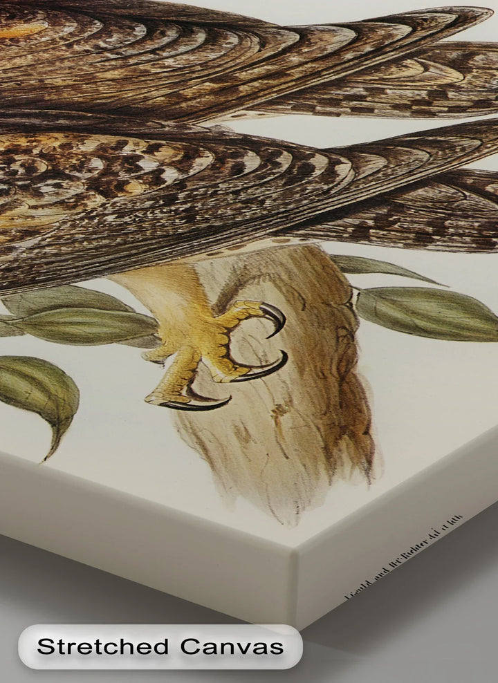 Vintage Barn Owls Illustration – Animal Canvas Print - MyPhotoStation