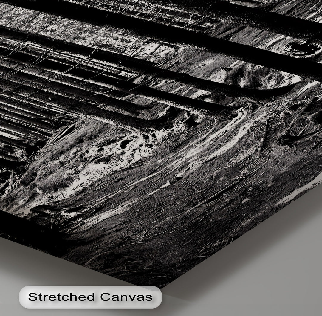 For nature lovers, this elegant canvas print captures the calm stillness of woodland trees.

