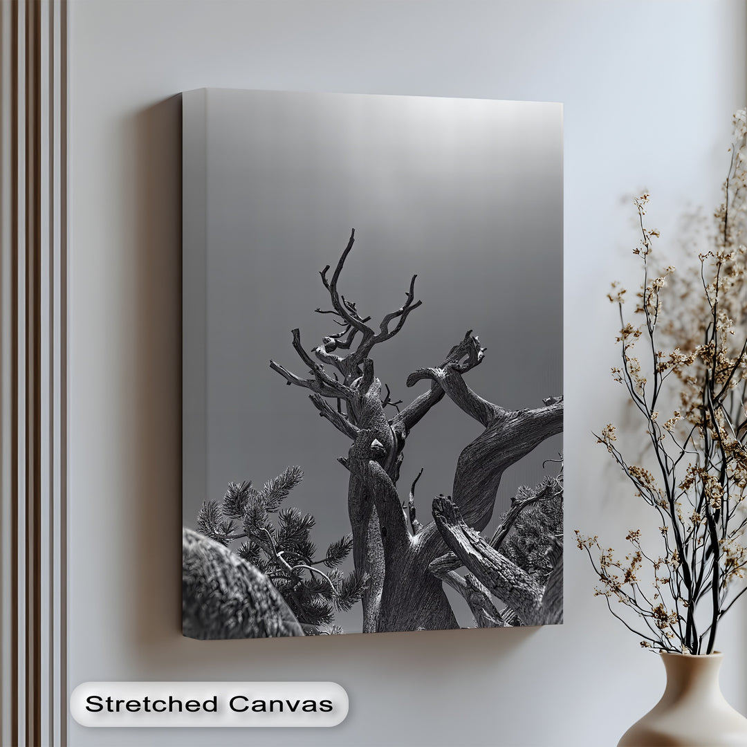 Nature meets sculpture in this abstract canvas wall art featuring twisted tree limbs and high-contrast skies.

