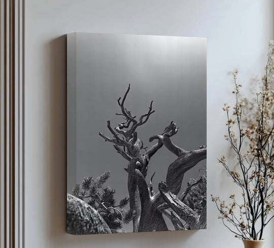 The gnarled branches and textured trunk define the organic forms within these black and white tree canvas art prints, showcasing the twisted roots in stark silhouette.