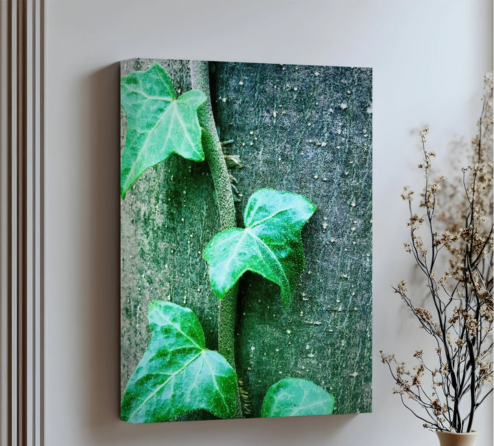 Climbing Ivy Close-Up – Nature Green Canvas Print - MyPhotoStation