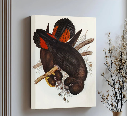 Brooding, the vintage bird illustration animal canvas artwork features crimson-winged black cockatoos in a moment of quiet contemplation.