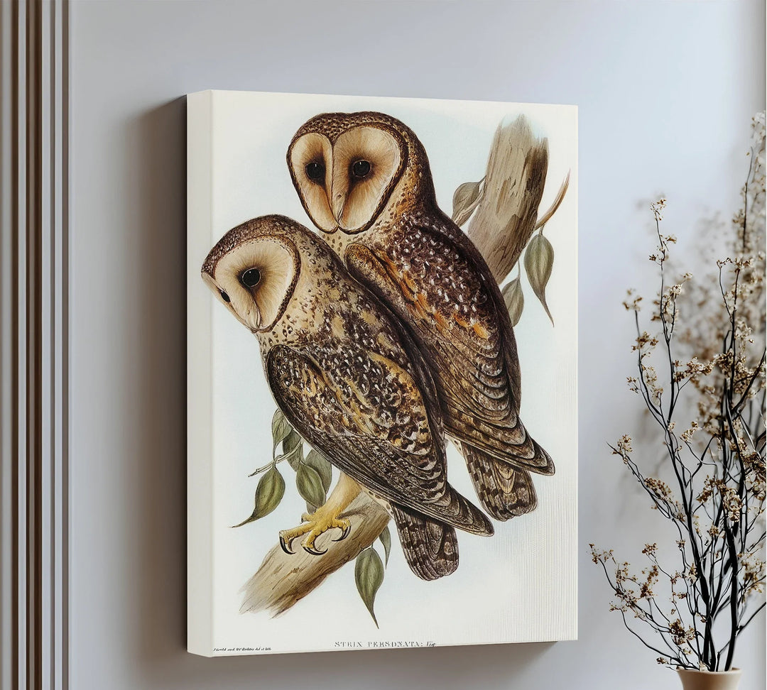 Vintage Barn Owls Illustration – Animal Canvas Print - MyPhotoStation