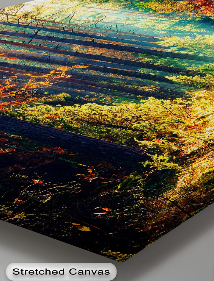 The realistic detail of this canvas wall decor portrays an autumn forest with stunning sunlit trees, vibrant orange leaves, and clear shadows.