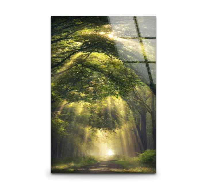 Forest Light Path Glass Wall Art – Serene Green Nature Print for Relaxing Decor - MyPhotoStation