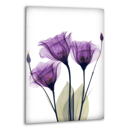 Albert Koetsier purple tulips are featured in this flower glass wall art and elegant wall decor shows vivid Xray artwork in a vertical art print
