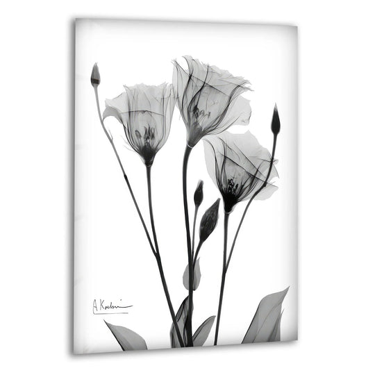 Albert Koetsier Tulip Tattoo Glass Wall Art features monochrome tulips and minimalist floral design and is a perfect flower glass wall art for monochrome elegance