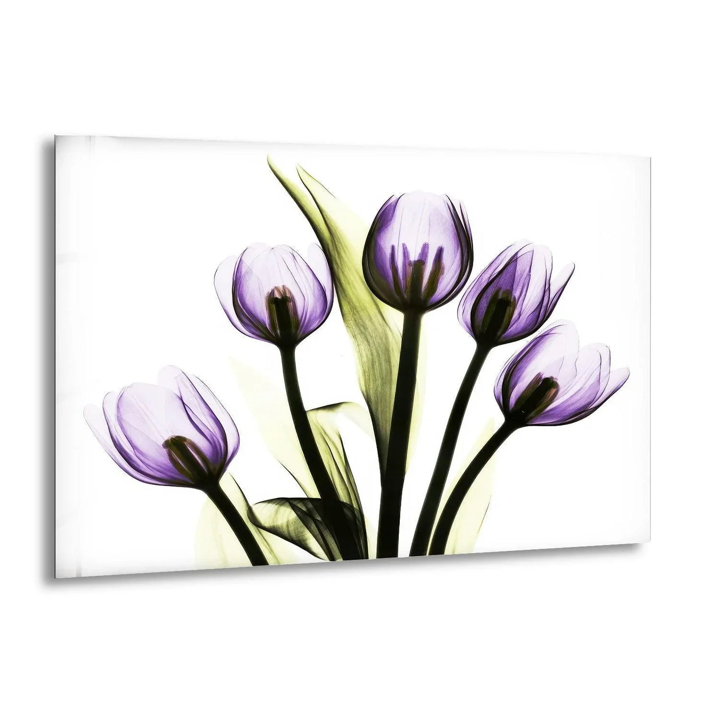 The edges of this glass art showcase purple x-ray tulips against a white backdrop, highlighting their delicate transparency.