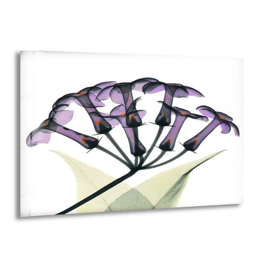 Flower glass wall art featuring Albert Koetsier xray stephanotus design and botanical art on tempered glass and ultraviolet print perfect floral radiance