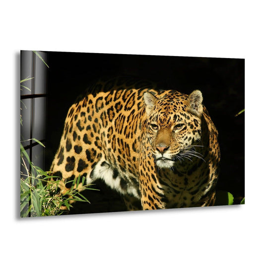 Dark background accentuates the striking beauty of an Amur leopard in this best glass art.