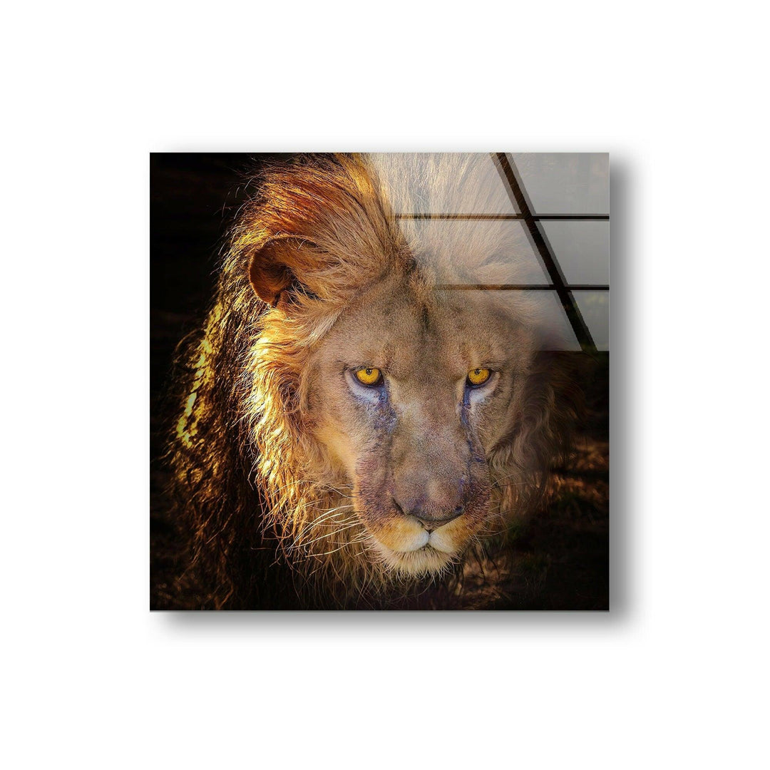 Angry Lion Glass Wall Art Glass Printing Wall Art, Print photos on glass