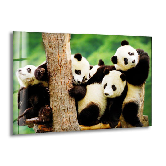 A group of adorable baby pandas are the loudest element in this glass printing of playful wildlife art.