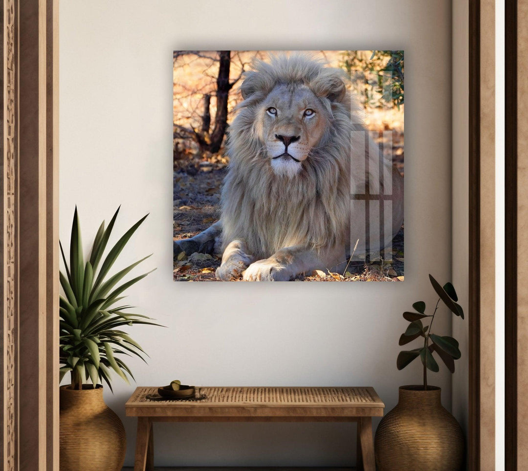 Barbary Lion Glass Wall Art picture on glass wall art, photos printed on glass
