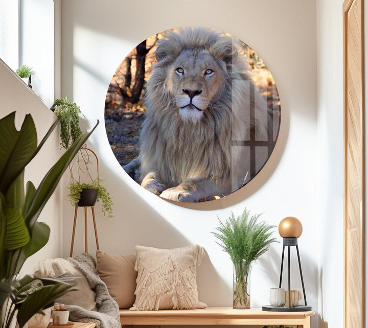 Barbary Lion Glass Wall Art print on glass, glass printed photos